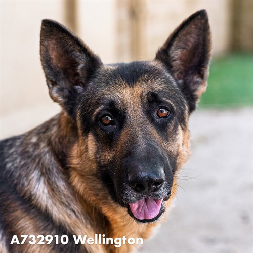 WELLINGTON, an adoptable German Shepherd Dog in Sacramento, CA