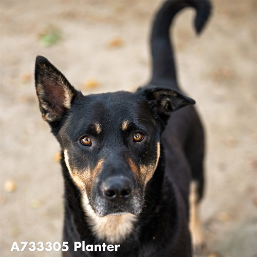 PLANTER, an adoptable German Shepherd Dog in Sacramento, CA