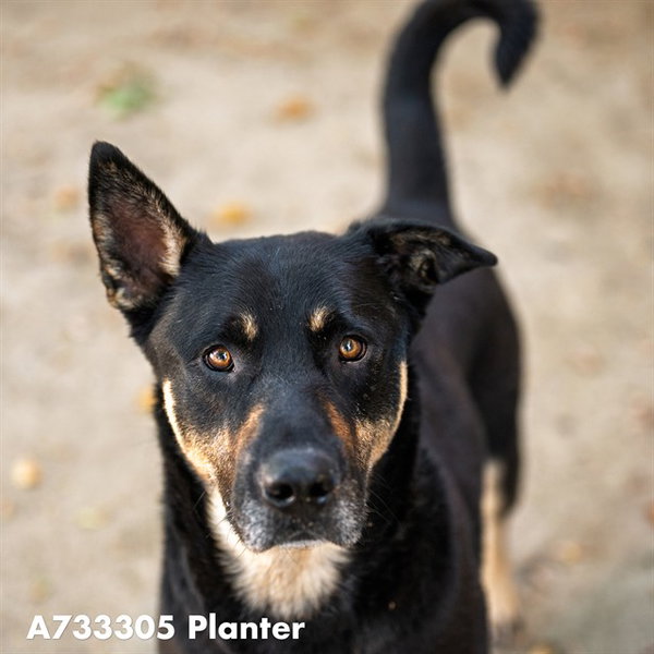 PLANTER
