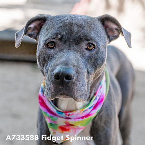 FIDGET SPINNER, an adoptable Pit Bull Terrier in Sacramento, CA