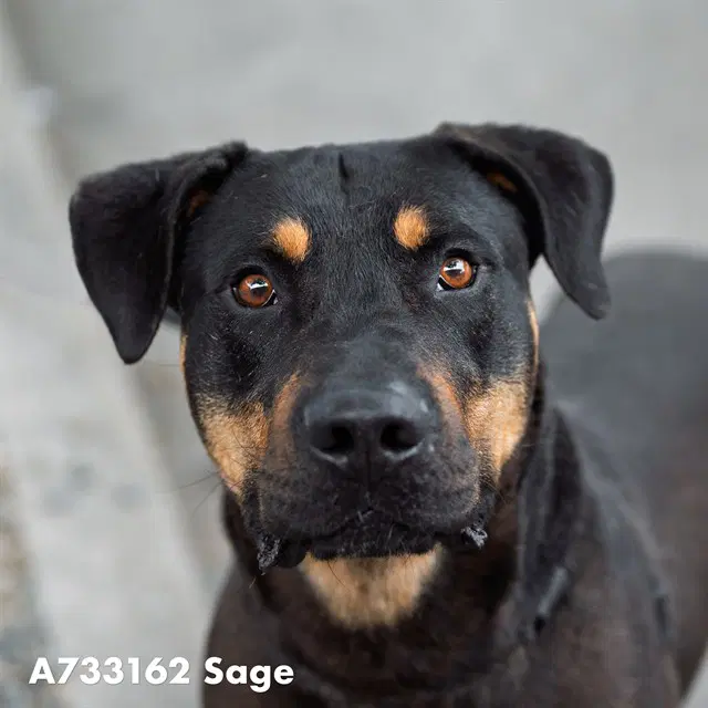 Sage - Rottweiler