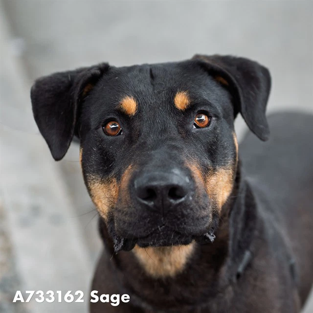 Sage