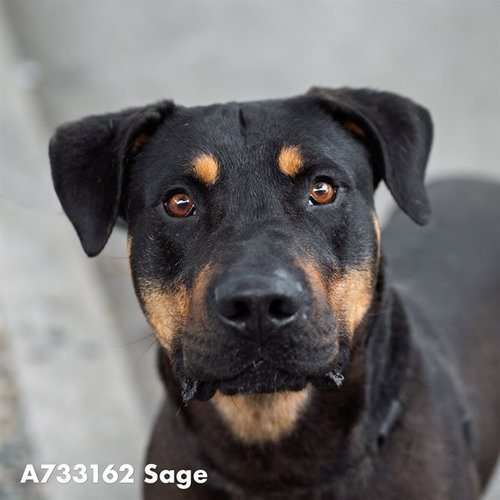 SAGE, an adoptable Rottweiler in Sacramento, CA