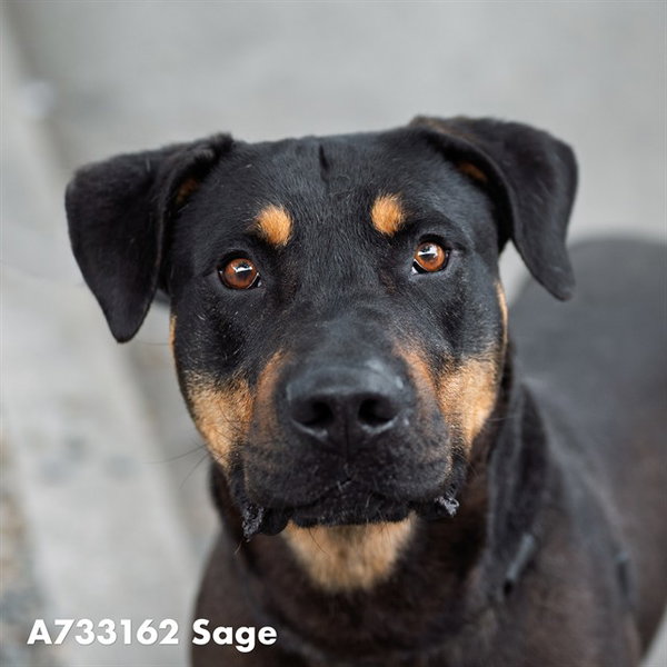 SAGE