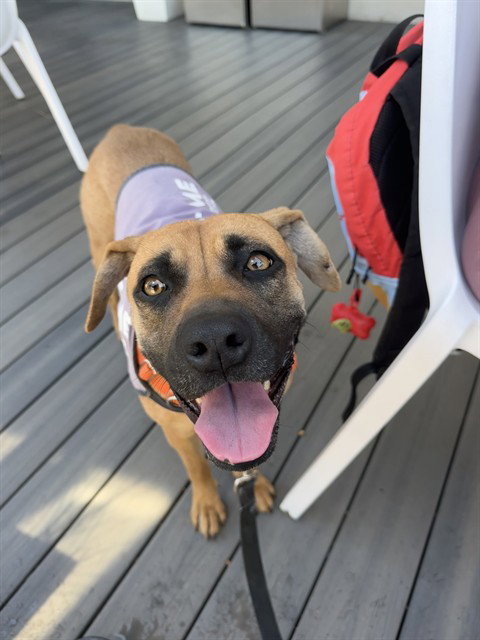 NEVEAH, an adoptable Pit Bull Terrier in Sacramento, CA