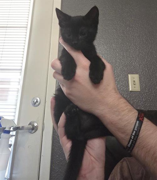BEAN - Domestic Short Hair available for adoption