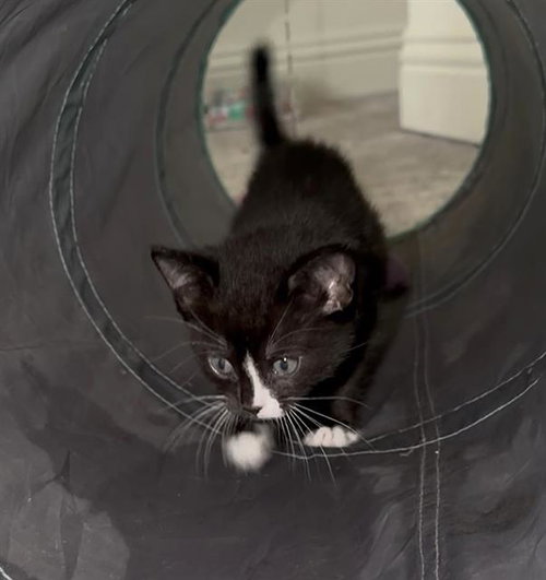 TUXIE - Domestic Short Hair for adoption in Sacramento