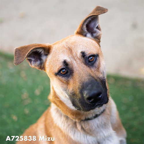 MIZU, an adoptable German Shepherd Dog in Sacramento, CA