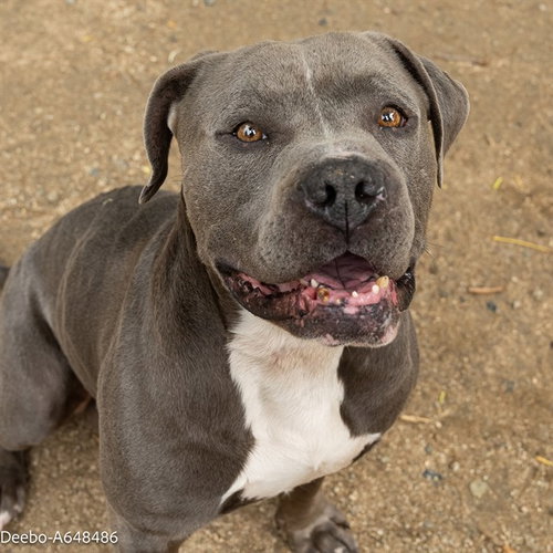 DEEBO, an adoptable Pit Bull Terrier in Sacramento, CA