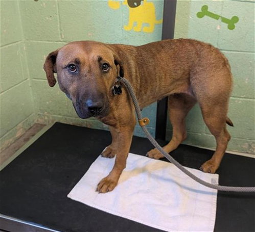 BELLE, an adoptable Pit Bull Terrier in Sacramento, CA