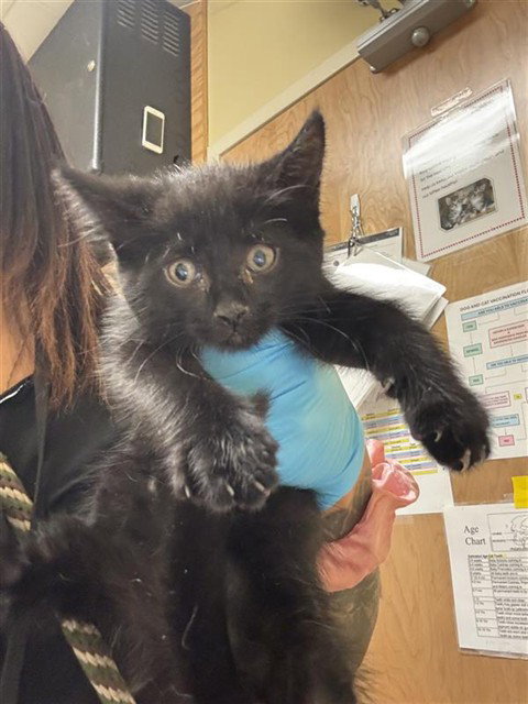 A734579, an adoptable Domestic Short Hair in Sacramento, CA