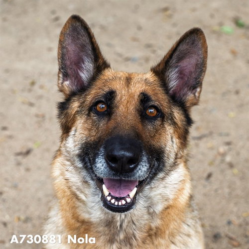 FREYA, an adoptable German Shepherd Dog in Sacramento, CA