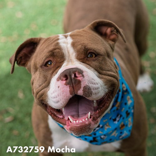 MOCHA, an adoptable Pit Bull Terrier in Sacramento, CA