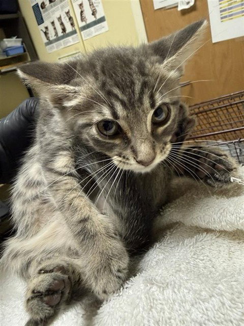 A733894, an adoptable Domestic Short Hair in Sacramento, CA