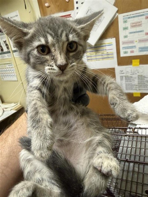 A733896, an adoptable Domestic Short Hair in Sacramento, CA