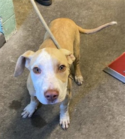 USHI, an adoptable Pit Bull Terrier in Sacramento, CA