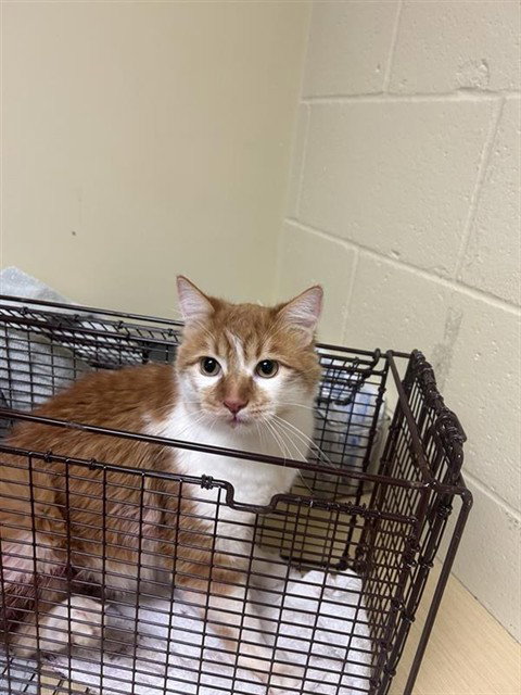 ORIOLE, Adult Domestic Long Hair (medium coat), cat for adoption in Brentwood, California
