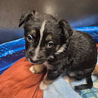 BEN, an adoptable German Shepherd Dog in Sacramento, CA