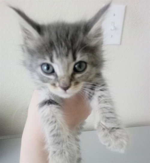 SALLY, an adoptable Domestic Short Hair in Sacramento, CA