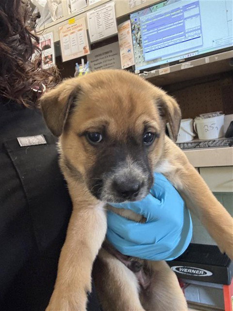 RUBBLE, an adoptable German Shepherd Dog in Sacramento, CA