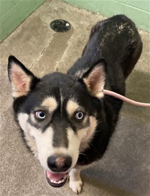 LUKA, an adoptable Husky in Sacramento, CA
