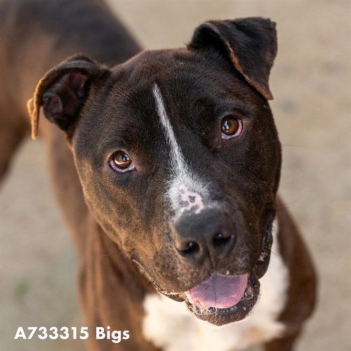 picture of the dog needing adoption