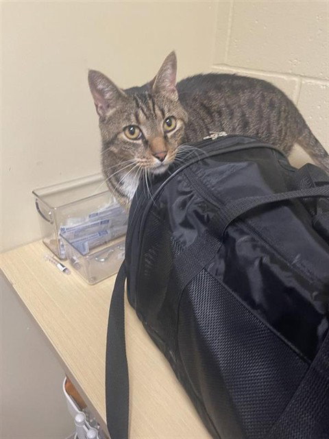 BUBBA, an adoptable Domestic Short Hair in Sacramento, CA