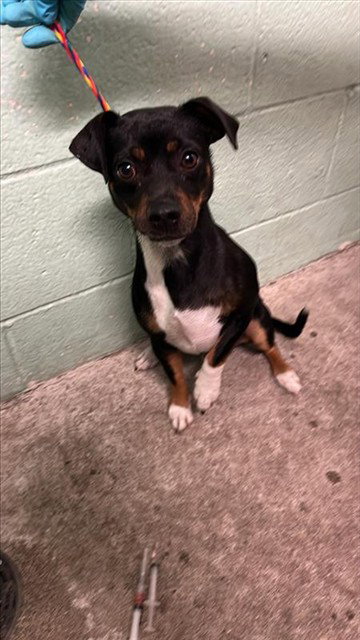 SMOKEY JR, an adoptable Chihuahua in Sacramento, CA