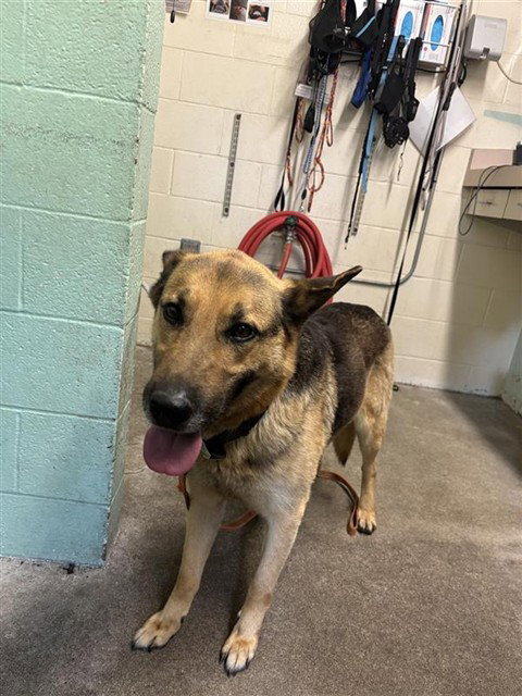 GUNTHER, an adoptable German Shepherd Dog in Sacramento, CA
