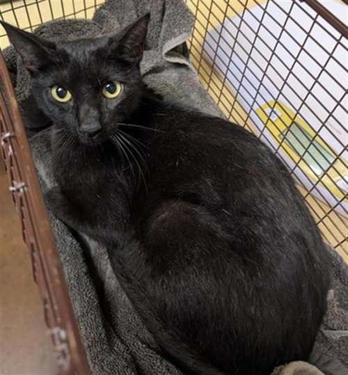 LIZARD, an adoptable Domestic Short Hair in Sacramento, CA