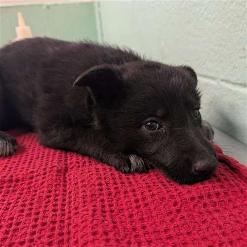 ALANI, an adoptable German Shepherd Dog in Sacramento, CA