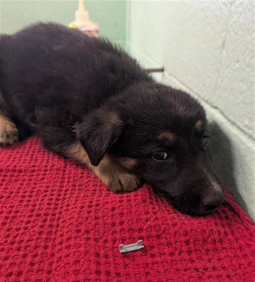 CELSIUS, an adoptable German Shepherd Dog in Sacramento, CA