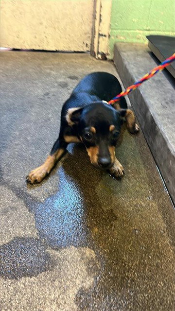 A734975, an adoptable Chihuahua in Sacramento, CA
