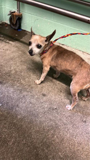A734976, an adoptable Chihuahua in Sacramento, CA