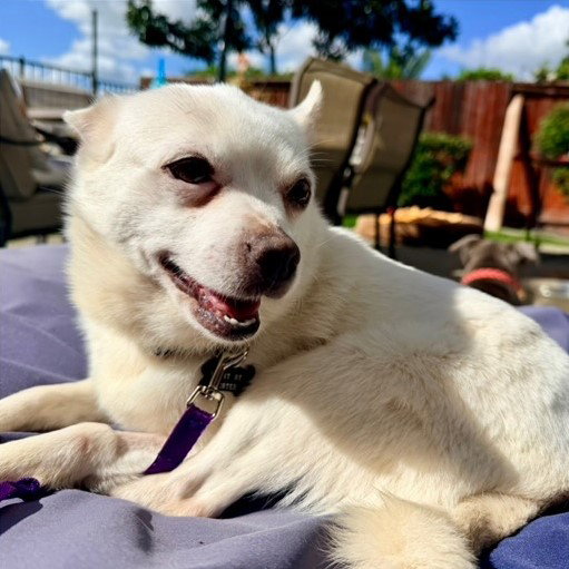 DOLLY
