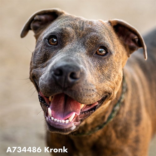 KRONK