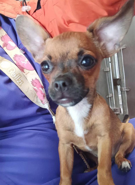 WHITE TOE - Chihuahua for adoption in Roseville