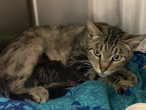 PUPUSA, Young Domestic Short Hair (medium coat), cat for adoption in Brentwood, California