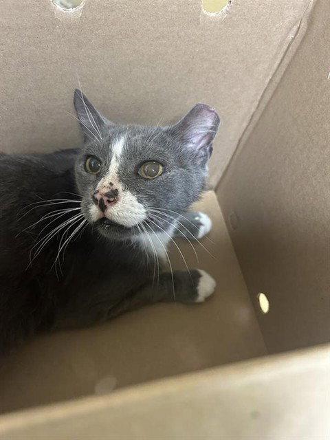 *BARN CAT* THUNDER, Adult Domestic Short Hair (medium coat), cat for adoption in Brentwood, California