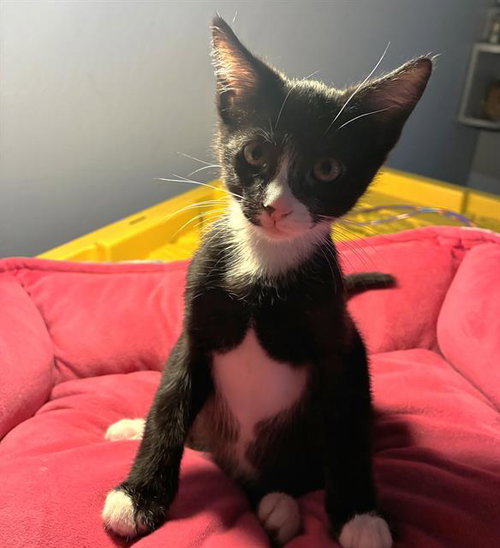 EMMA, Baby Domestic Short Hair (medium coat), cat for adoption in Brentwood, California
