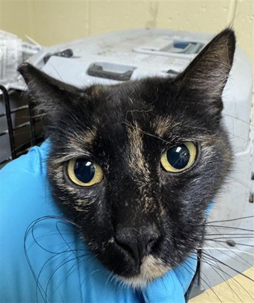 SOL, Adult Domestic Short Hair (medium coat), cat for adoption in Brentwood, California