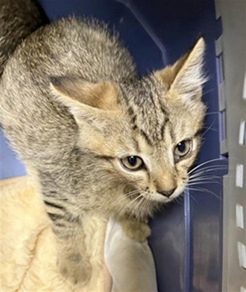 TAQUITO, Baby Domestic Short Hair (medium coat), cat for adoption in Brentwood, California