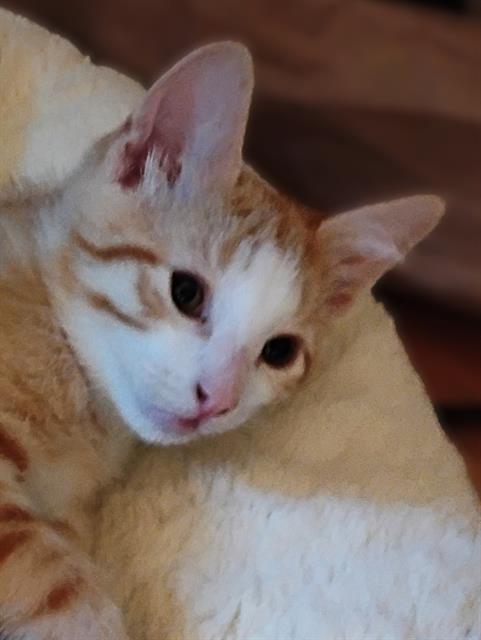 JOEY RAMONE, Baby Domestic Short Hair (medium coat), cat for adoption in Brentwood, California