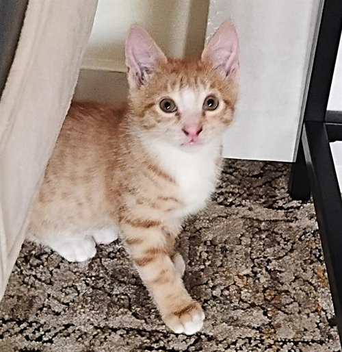 JOHNNY RAMONE, Baby Domestic Short Hair (medium coat), cat for adoption in Brentwood, California