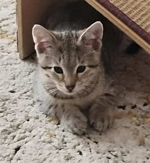TOMMY RAMONE, Baby Domestic Short Hair (medium coat), cat for adoption in Brentwood, California