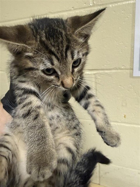 MEGAN, Baby Domestic Short Hair (medium coat), cat for adoption in Brentwood, California
