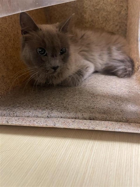 A734361, Adult Domestic Short Hair (medium coat), cat for adoption in Brentwood, California
