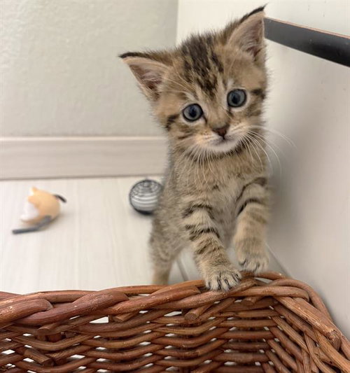 PEBBLES, Baby Domestic Short Hair (medium coat), cat for adoption in Brentwood, California