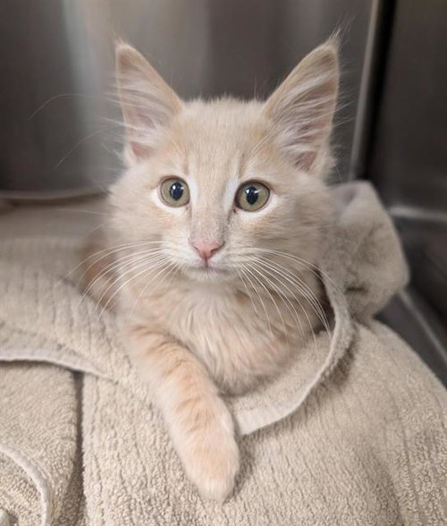 DENNIS WHITAKER, Baby Domestic Short Hair (medium coat), cat for adoption in Brentwood, California