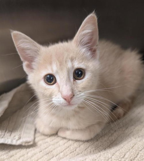 TRINITY SANTOS, Baby Domestic Short Hair (medium coat), cat for adoption in Brentwood, California